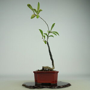 ~ V` gtH  25cm 낤₪ Diospyros rhombifolia EKL  JLmL t`t Ϗܗp i 