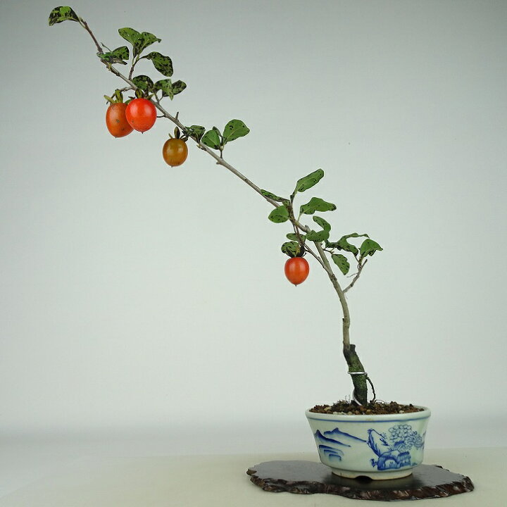 楽天市場】盆栽 老爺柿 宴 樹高 約28cm ろうやがき Diospyros 