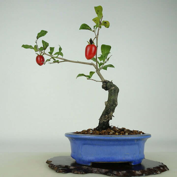 楽天市場】盆栽 老爺柿 希望の星 樹高 約31cm ろうやがき Diospyros 