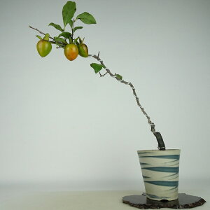 ~ V` gxm  24cm 낤₪ Diospyros rhombifolia EKL   JLmL t`t Ϗܗp i 