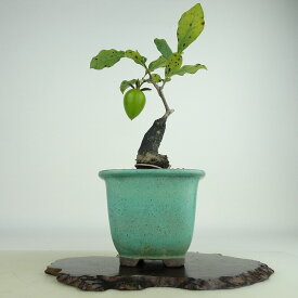 盆栽 老爺柿 紅富士 樹高 約17cm ろうやがき Diospyros rhombifolia ロウヤガキ 実物 雌木 カキノキ科 落葉〜半落葉樹 観賞用 小品 現品 送料無料