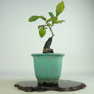 ~ V` gxm  17cm 낤₪ Diospyros rhombifolia EKL   JLmL t`t Ϗܗp i i 