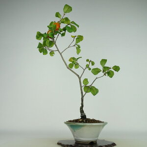 ~ V` gxm  40cm 낤₪ Diospyros rhombifolia EKL   JLmL t`t Ϗܗp i 