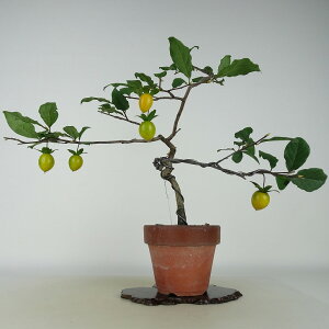 ~ V`  32cm 낤₪ Diospyros rhombifolia EKL   JLmL t`t Ϗܗp i 