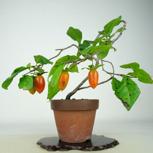 ~ V`  21cm 낤₪ Diospyros rhombifolia EKL   JLmL t`t Ϗܗp i 