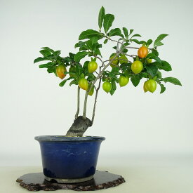 盆栽 老爺柿 樹高 約24cm ろうやがき Diospyros rhombifolia ロウヤガキ 実物 雌木 カキノキ科 落葉〜半落葉樹 観賞用 現品 送料無料