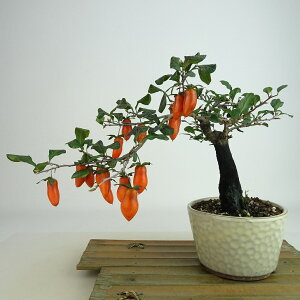 ~ V`   18cm 낤₪ Diospyros rhombifolia EKL   JLmL t`t Ϗܗp i i 