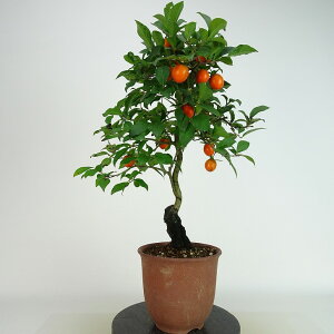 ~ V` w  37cm 낤₪ Diospyros rhombifolia EKL   JLmL t`t Ϗܗp i 
