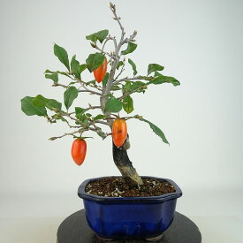 盆栽 老爺柿 浦島の輝 樹高 約22cm ろうやがき Diospyros rhombifolia ロウヤガキ 実物 雌木 カキノキ科 落葉〜半落葉樹 観賞用 現品 送料無料