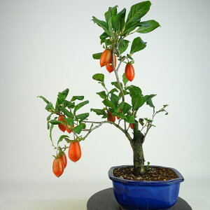 ~ V` Y  31cm 낤₪ Diospyros rhombifolia EKL   JLmL t`t Ϗܗp i 