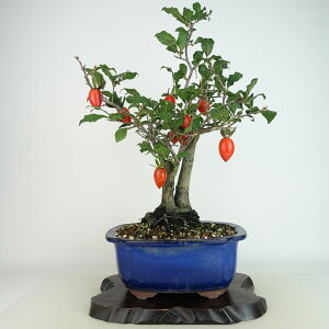 ~ V` ʂ̍  41cm 낤₪ Diospyros rhombifolia EKL   JLmL t`t Ϗܗp i 