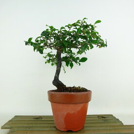 盆栽 常盤柿 樹高 約18cm ときわがき Diospyros morrisiana トキワガキ 柿 カキノキ科 常緑広葉樹 観賞用 小品 現品 送料無料