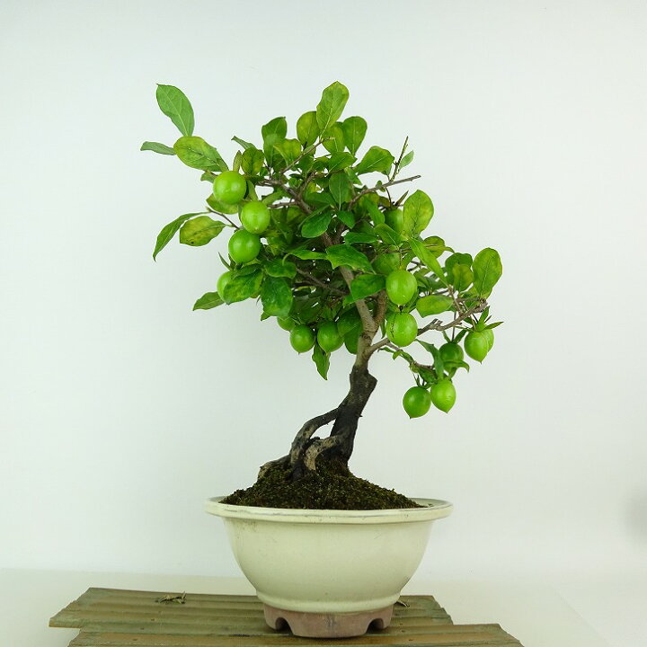 楽天市場】盆栽 老爺柿 紅富士 樹高 約28cm ろうやがき Diospyros 