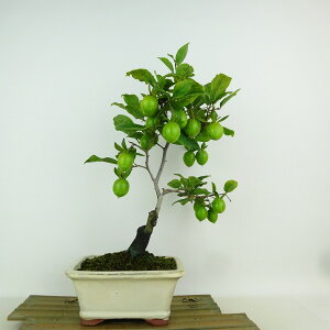 ~ V`  33cm 낤₪ Diospyros rhombifolia EKL JLmL t`t Ϗܗp i 