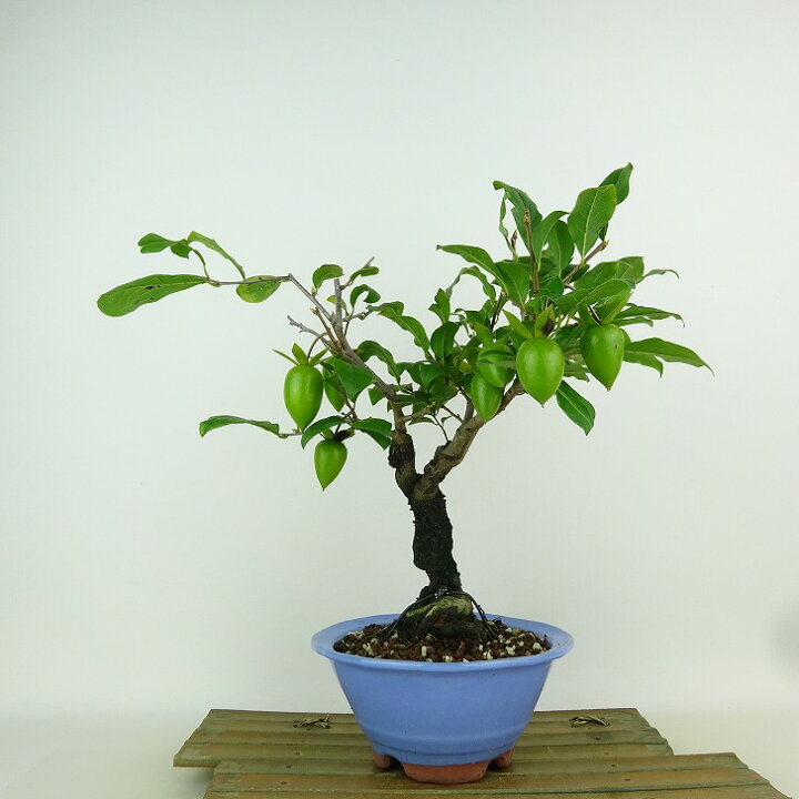 楽天市場】盆栽 老爺柿 紅大筆 樹高 約26cm ろうやがき Diospyros 