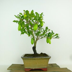~ V` 邵  25cm 낤₪ Diospyros rhombifolia EKL   JLmL t`t Ϗܗp i 