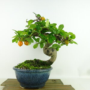 ~ V`  24cm 낤₪ Diospyros rhombifolia EKL   JLmL t`t Ϗܗp i