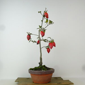 ~ V` XCZC  35cm 낤₪ Diospyros rhombifolia EKL   JLmL t`t Ϗܗp i 