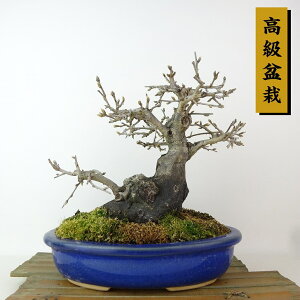 ~ V`  21cm 낤₪ ~ Diospyros rhombifolia EKL JLmL t`t Ϗܗp i