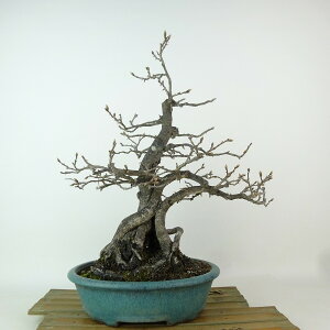 ~ V`  30cm 낤₪ Diospyros rhombifolia EKL JLmL t`t Ϗܗp i