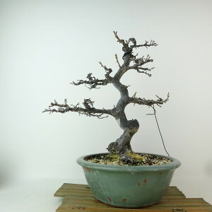 ~ V`  30cm 낤₪ Diospyros rhombifolia EKL JLmL t`t Ϗܗp i