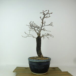 ~ V` Y̋P  28cm 낤₪ Diospyros rhombifolia EKL JLmL t`t Ϗܗp i 