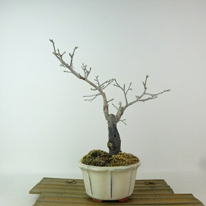 ~ V`   22cm 낤₪ Diospyros rhombifolia EKL JLmL t`t Ϗܗp i 