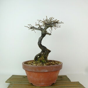 ~ V` sg  34cm 낤₪ Diospyros rhombifolia EKL JLmL t`t Ϗܗp i 
