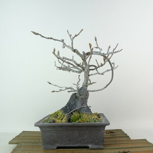 ~ V`  19cm 낤₪ Diospyros rhombifolia EKL JLmL t`t Ϗܗp i i