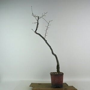 ~ V` gxm  53cm 낤₪ Diospyros rhombifolia EKL JLmL t`t Ϗܗp i 