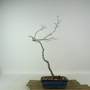 ~ V`  35cm 낤₪ Diospyros rhombifolia EKL JLmL t`t Ϗܗp i 