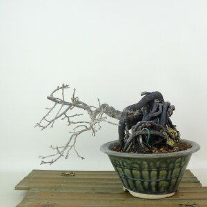 ~ V`  12cm 낤₪ Diospyros rhombifolia EKL  JLmL t`t Ϗܗp i i