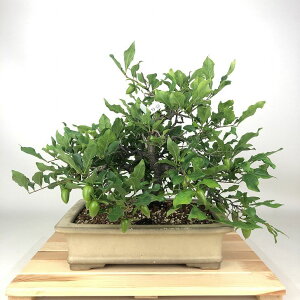 ~ V` sg  29cm 낤₪ Diospyros rhombifolia EKL JLmL t`t Ϗܗp i