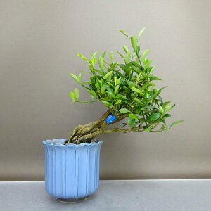 ~   19.5cm  Fortunella hindsii LY }LJ ~J LJ Ύ ӏܗp Ϗܗp i i 