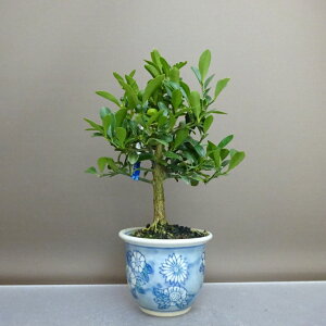 ~   20cm  Fortunella hindsii LY }LJ ~J LJ Ύ ӏܗp Ϗܗp i i 