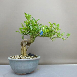 ~   22cm  Fortunella hindsii LY }LJ ~J LJ Ύ ӏܗp Ϗܗp i 