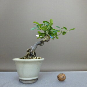 ~   12.5cm  Fortunella hindsii LY }LJ ~J LJ Ύ ӏܗp Ϗܗp i i 