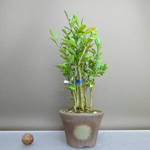 ~   23cm  Fortunella hindsii LY }LJ ~J LJ Ύ ӏܗp Ϗܗp i