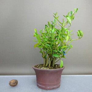 ~   22cm  Fortunella hindsii LY }LJ ~J LJ Ύ ӏܗp Ϗܗp i