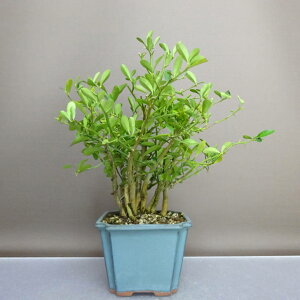 ~   27cm  Fortunella hindsii LY }LJ ~J LJ Ύ ӏܗp Ϗܗp i 