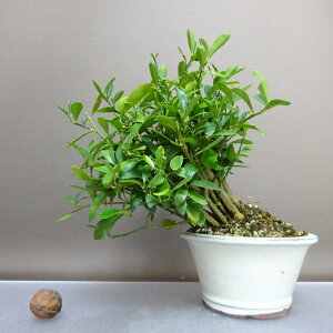 ~   19cm  Fortunella hindsii LY }LJ ~J LJ Ύ ӏܗp Ϗܗp i i 