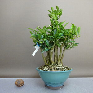 ~   20.5cm  Fortunella hindsii LY }LJ ~J LJ Ύ ӏܗp Ϗܗp i 