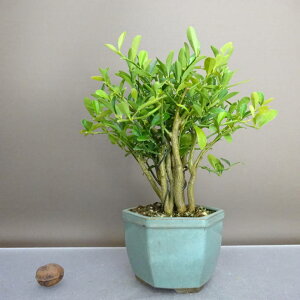 ~   21cm  Fortunella hindsii LY }LJ ~J LJ Ύ ӏܗp Ϗܗp i 