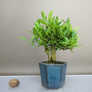 ~   16cm  Fortunella hindsii LY }LJ ~J LJ Ύ ӏܗp Ϗܗp i i 