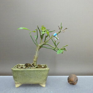 ~   12cm  Fortunella hindsii LY }LJ ~J LJ Ύ ӏܗp Ϗܗp i i