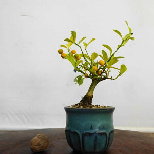 ~    13.5cm  Fortunella hindsii LY }LJ ~J LJ Ύ ӏܗp Ϗܗp i i