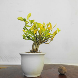 ~    13cm  Fortunella hindsii LY }LJ ~J LJ Ύ ӏܗp Ϗܗp i i