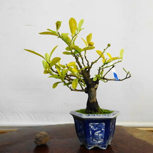 ~    18cm  Fortunella hindsii LY }LJ ~J LJ Ύ ӏܗp Ϗܗp i i