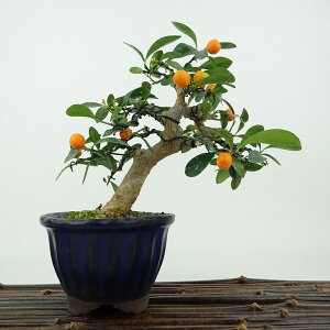 ~   14cm  Fortunella hindsii LY }LJ ~J LJ Ύ Ϗܗp i i