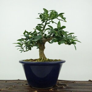 ~   18cm  Fortunella hindsii LY }LJ ~J LJ Ύ Ϗܗp i i